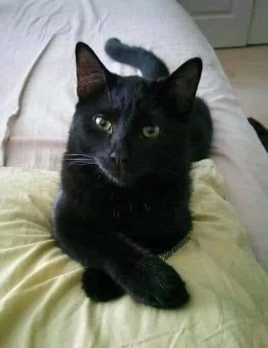 Gato negro relajado