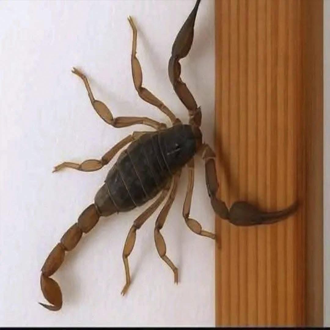 Alacrán trepando una pared