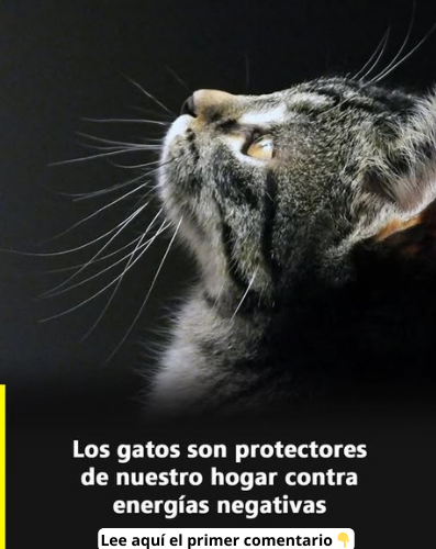 Gato mirando hacia arriba