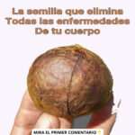 Los Beneficios de la Semilla de Aguacate: ¿Qué Hay de Cierto?