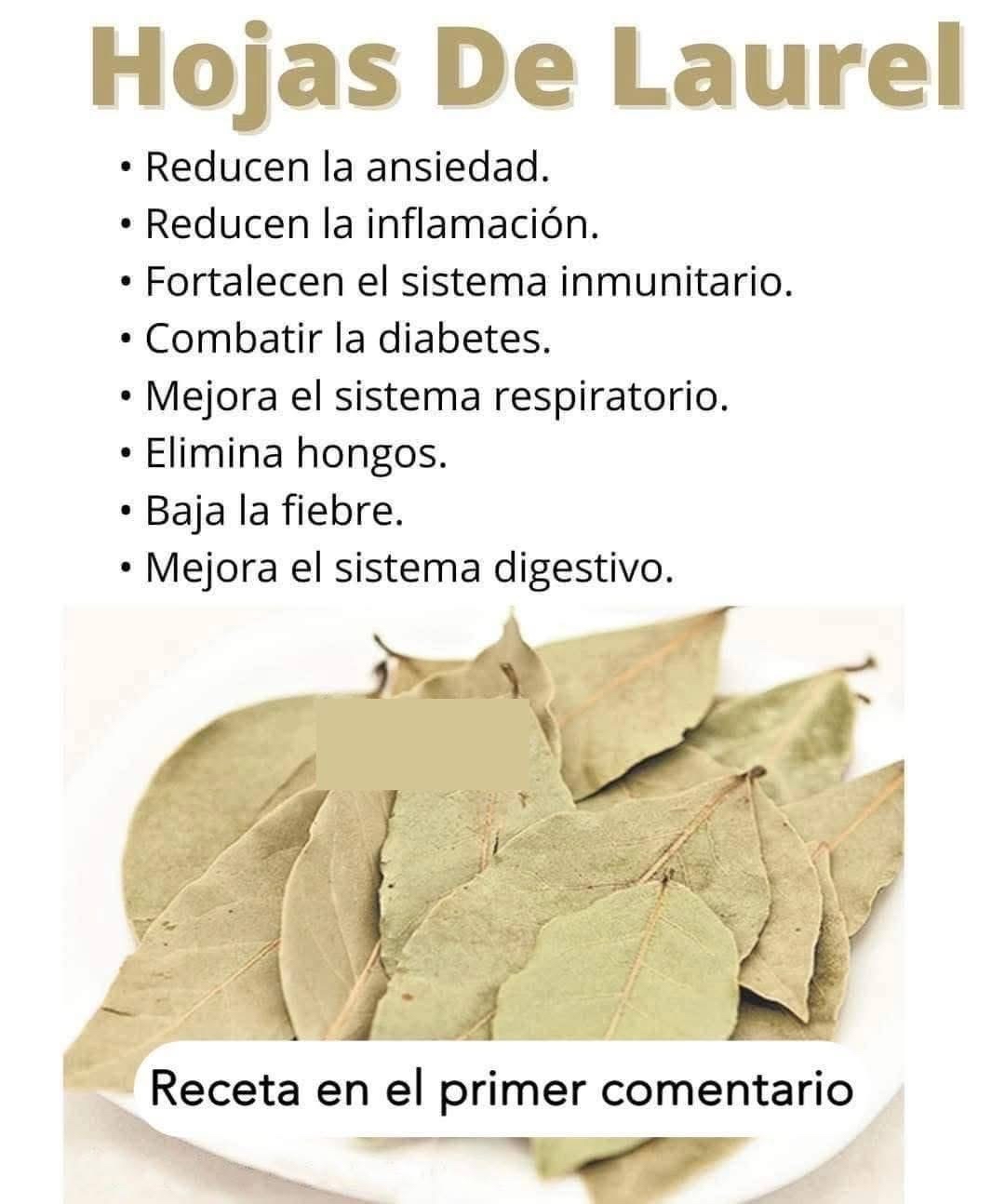 Hojas de Laurel
