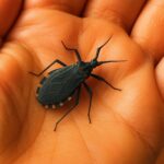 Precauciones al Encontrar Insectos en Casa: La Vinchuca y su Relación con la Enfermedad de Chagas