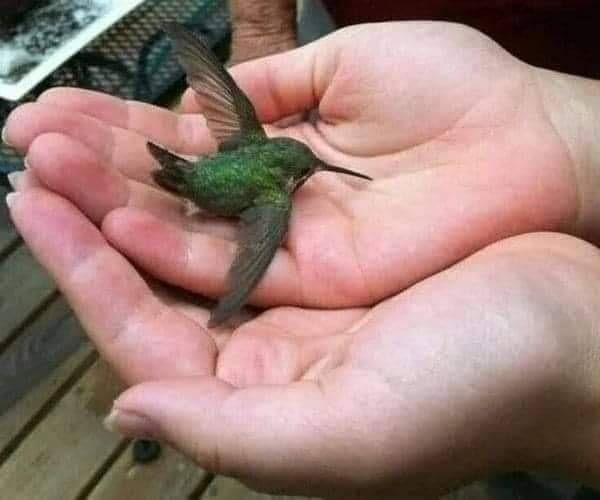 Persona sosteniendo un colibrí