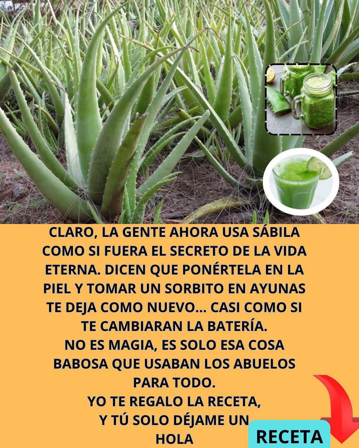 Planta de Sábila