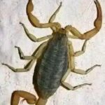 ¿Qué Significa la Aparición de un Alacrán en Casa? Mitos, Realidades y Remedios Naturales