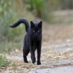 Gatos Negros: Mitos, Creencias y Remedios Caseros