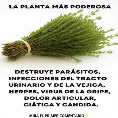 Manojo de hojas de planta medicinal