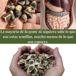 Descubre el Poder de las Semillas para Tu Salud