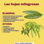 Las Hojas Milagrosas: Beneficios de las Hojas de Guanábana y Mango