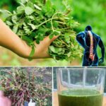 La Verdolaga: 10 Razones para Cultivarla en Tu Jardín
