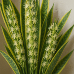 Descubre el Secreto para Hacer Florecer la Planta Lengua de Suegra