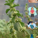 Los Poderes Ocultos de las Hojas de Higo y el Marrubio: Remedios Naturales para tu Bienestar