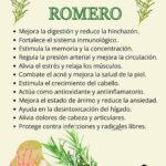 Maravillas del Romero: Beneficios y Usos Medicinales