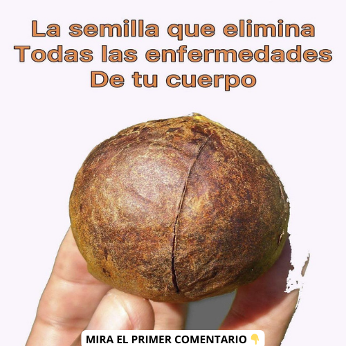 Semilla de aguacate en la mano