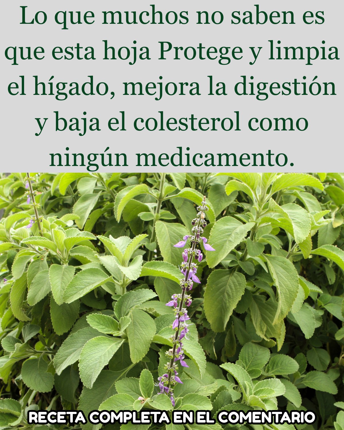 Hierba Poderosa