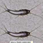 Pececillos de Plata en Casa: Precauciones y Soluciones Naturales
