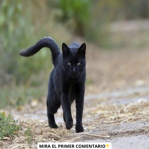 Gato negro caminando por un camino de tierra