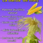 Barba de Maíz: Beneficios y Usos como Remedio Natural