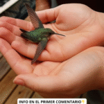 El Significado Espiritual de los Colibríes: ¿Qué Significa su Presencia en Tu Hogar?