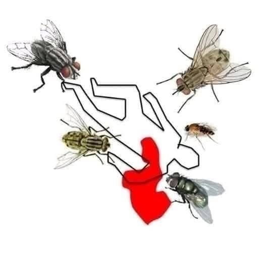 Contorno de un cuerpo humano rodeado de moscas