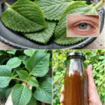 Remedio Natural para Mejorar La Visión: Descubre el Poder del Oreganón