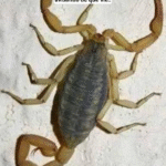 El Mensaje Oculto del Alacrán: Significado y Remedios Naturales