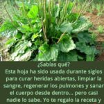 El Tesoro Silvestre: Beneficios y Recetas del Llantén para tu Salud Integral