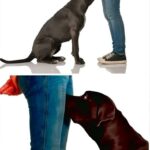La Razón Científica Detrás del Comportamiento de Olfateo en Perros