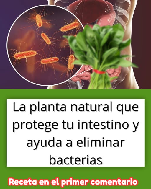 La planta natural que protege tu intestino
