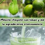 Los Poderes del Chayote y Limón: Una Bebida Natural para tu Salud