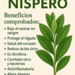 Descubre los Beneficios Sorprendentes de la Hoja de Níspero para tu Salud