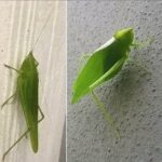 La Mantis Religiosa: Mensajera de Esperanza y Buenas Nuevas