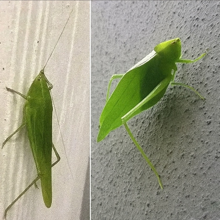 Mantis Religiosa en un Jardín
