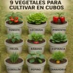 Nueve Vegetales Ideales para Cultivar en Espacios Reducidos