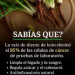 El Secreto Medicinal Mejor Guardado de la Raíz de León