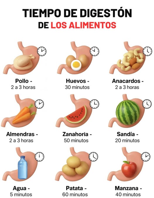 Tiempo de digestión de los alimentos