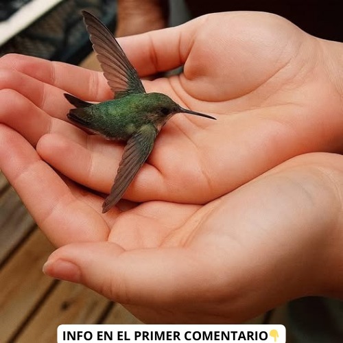 Colibrí posado en manos de una persona