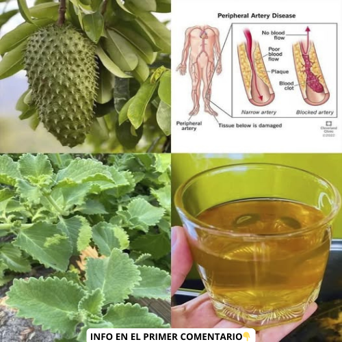 Té de Guanabana y Orégano Ancho