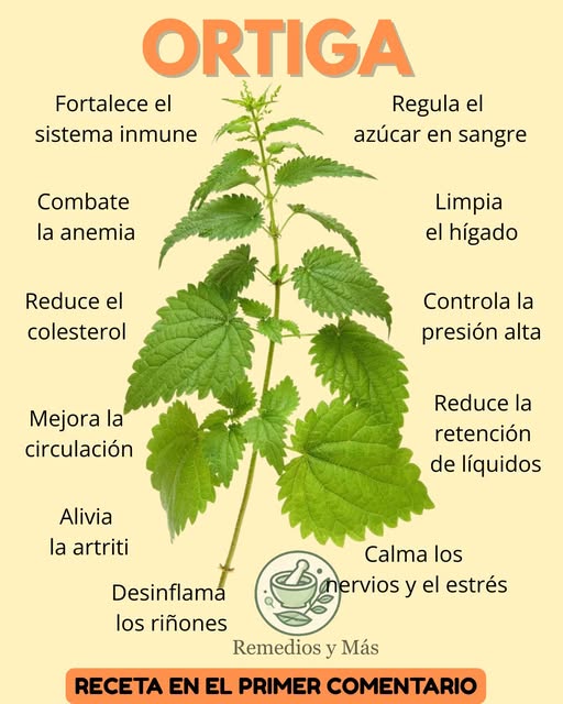Ortiga, la planta de la eterna juventud