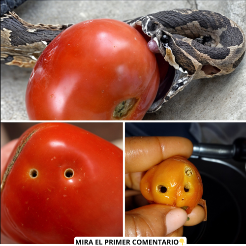 Tomate en mal estado