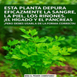 ¡Descubre Esta Planta Limpiadora Para Tu Cuerpo!