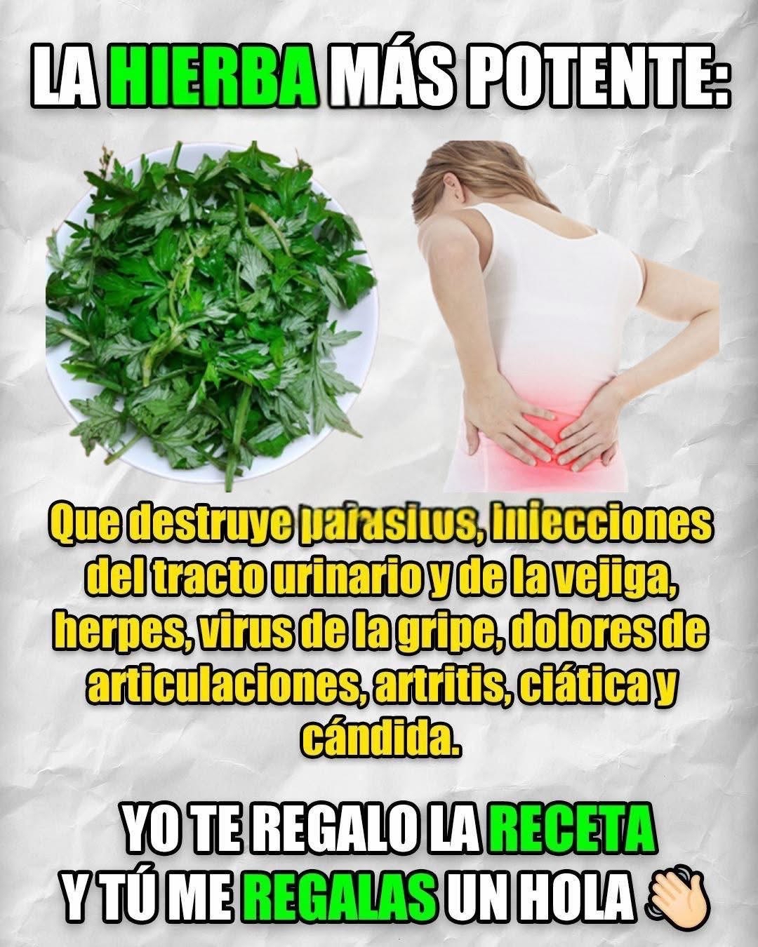 Planta de ajenjo