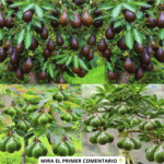 Deja de Comprar Aguacate: Cultiva el Tuyo en Casa