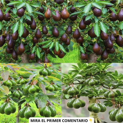 Árboles de aguacate en diferentes etapas de madurez