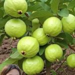 El Tesoro Oculto de la Guayaba: Beneficios, Recetas y Remedios Naturales