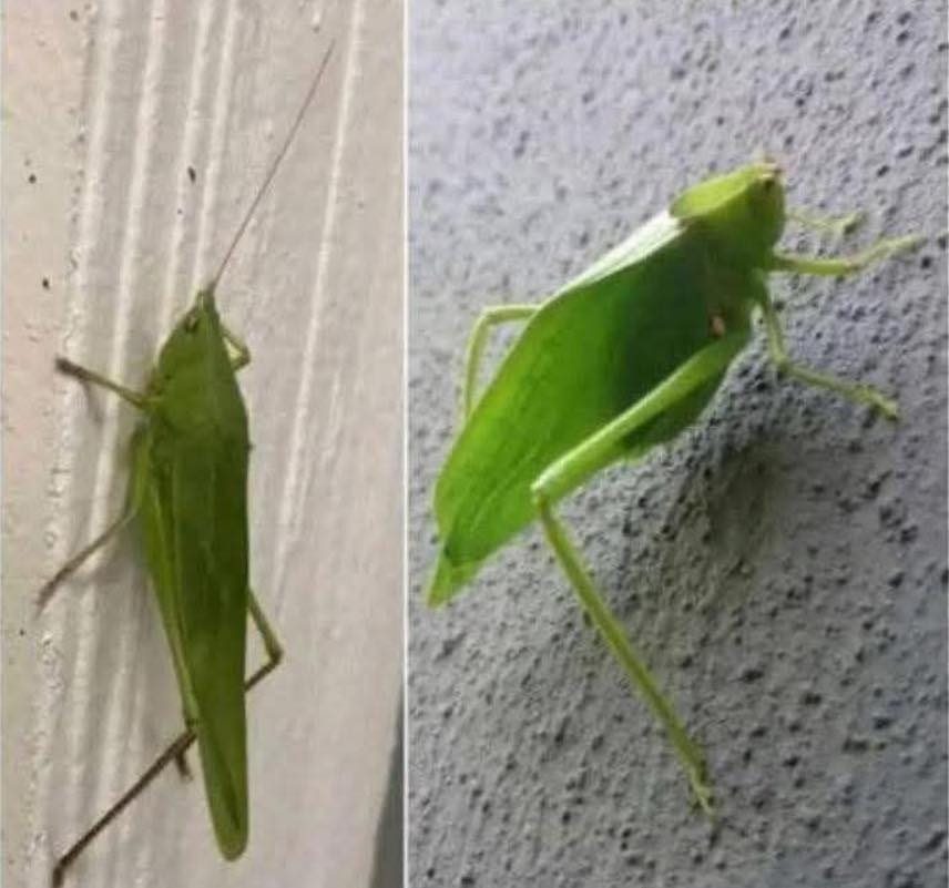 Saltamontes hoja camuflado en la naturaleza