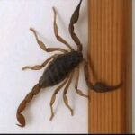 ¿Sabías que los alacranes te visitan cuando…?