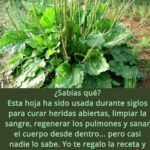 El Tesoro Silvestre: Las Propiedades Medicinales del Llantén para la Salud Integral