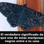 El Significado Oculto de las Mariposas Negras en Tu Hogar