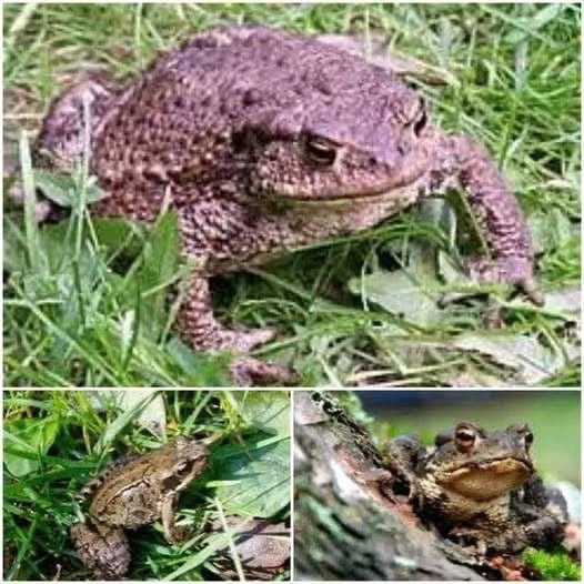 Sapos en su hábitat natural